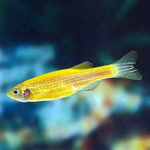   ƨ Brachydanio rerio Glo-fish,    M