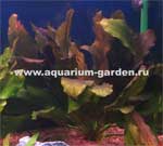  , Echinodorus Ozelot Red  " ", "Red Flame",  L