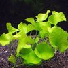 Аквариумные растения и водоросли