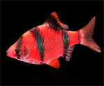 Барбус Glo КРАСНЫЙ Barbus tetrazona, аквариумная рыбка размер M