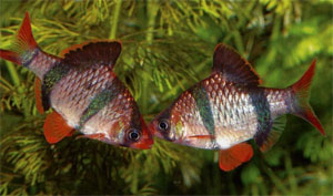 Барбус суматранский Barbus tetrazona, аквариумная рыбка размер M
