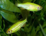 Данио рерио Глофиш САЛАТОВЫЙ Brachydanio rerio Glo-fish, аквариумная рыбка размер M