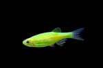 Данио рерио Глофиш САЛАТОВЫЙ-ЭЛЕКТРИК Brachydanio rerio Glo-fish, аквариумная рыбка размер M