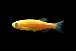 Данио рерио Глофиш ОРАНЖЕВЫЙ Brachydanio rerio Glo-fish, аквариумная рыбка размер M
