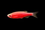 Данио рерио Глофиш КРАСНЫЙ Brachydanio rerio Glo-fish, аквариумная рыбка размер M