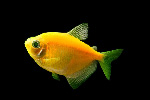 Тернеция Глофиш ОРАНЖЕВАЯ Glo-fish Gymnocorymbus ternetzi Glo-fish, аквариумная рыбка размер M