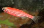 Данио рерио Глофиш РОЗОВЫЙ Brachydanio rerio Glo-fish, аквариумная рыбка размер M