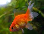 Золотая рыбка Веерохвост красный Carassius auratus Fantail Goldfish, аквариумная рыбка размер s