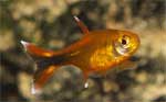 Тетра медная Hasemania nana, аквариумная рыбка размер M