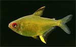 Лимонная тетра Hyphessobrycon pulchripinnis, аквариумная рыбка размер M