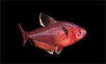 Минор Hyphessobrycon minor, аквариумная рыбка размер S