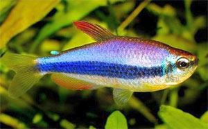Керри или Фиолетовый неон Inpaichthys kerri, аквариумная рыбка размер L