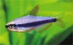Керри или Фиолетовый неон Inpaichthys kerri, аквариумная рыбка размер S