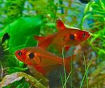 Орнатус красный или фантом красный Megalamphodus sweglesi, аквариумная рыбка размер M