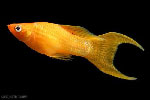 Моллинезия Жёлтая Poecilia latipina, аквариумная рыбка размер L