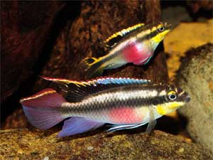 Цихлида попугайчик Pelvicachromis pulcher, аквариумная рыбка размер M