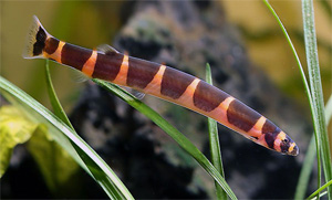 Акантофтальмус Кюля (Колючеглаз) Pangio kuhlii (Acanthophtalmus kuhlii), аквариумная рыбка (размер L)