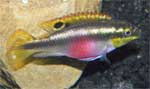 Цихлида попугайчик Pelvicachromis pulcher, аквариумная рыбка размер M