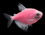 Тернеция Глофиш РОЗОВАЯ Glo-fish Gymnocorymbus ternetzi Glo-fish, аквариумная рыбка размер M