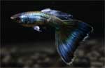 Гуппи Poecilia reticulata получерная синяя, аквариумная рыбка рамер М