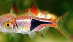Расбора клинопятнистая  (гетероморфа, клиновидная) Rasbora heteromorpha, аквариумная рыбка размер M