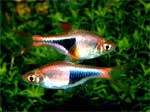 Расбора клинопятнистая  (гетероморфа, клиновидная) Rasbora heteromorpha, аквариумная рыбка размер M