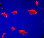 Тернеция Глофиш КРАСНАЯ Glo-fish Gymnocorymbus ternetzi Glo-fish, аквариумная рыбка размер M
