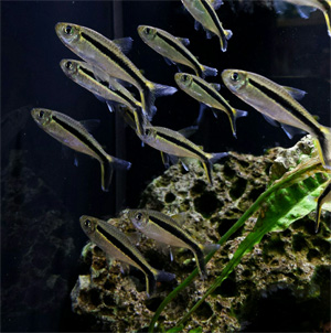 Тайерия косая (клюшка) Thayeria boehlkei, аквариумная рыбка размер M