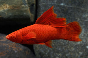 Меченосец рубиновый Xiphophorus helleri, аквариумная рыбка размер M
