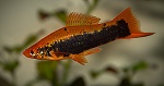 Меченосец кубинский Xiphophorus helleri, аквариумная рыбка размер M