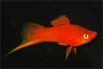 Меченосец рубиновый Xiphophorus helleri, аквариумная рыбка размер S