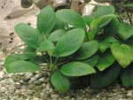 Анубиас нана (карликовый) Anubias barteri var. nana, аквариумное растение, 1 куст