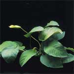 Анубиас Бартера широколистный Anubias barteri "Broad leaf", аквариумное растение, 1 куст