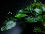 Анубиас нана "Морщинистый лист" Anubias  Nana Wrinkled Leaf, аквариумное растение