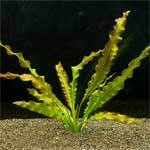 Апоногетон курчавый Aponogeton crispus, аквариумное растение размер M