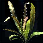 Апоногетон жестколистный Aponogeton rigidifolius, аквариумное растение размер XL