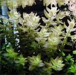 Бакопа каролинская Bacopa caroliniana, аквариумное растение 1 стебель