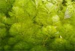 Кабомба водная Cabomba aquatica, аквариумное растение 1 стебель