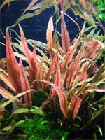 Криптокорина волнистая красная Cryptocoryne undulatus Red, аквариумное растение 1 куст