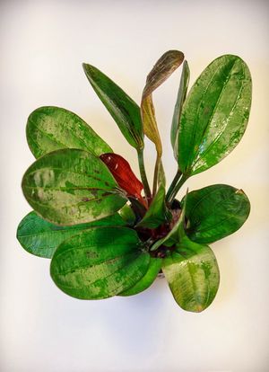 Эхинодорус Красный жемчуг Echinodorus Hadi Red Pearl, аквариумное растение, размер L