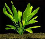 Эхинодорус крупнолистный или аргентинский, Echinodorus grandifolius, Echinodorus argentinensis, аквариумное растение размер L