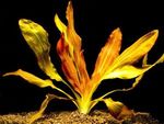 Эхинодорус Индиан ред Echinodorus Indian Red, аквариумное растение, размер M