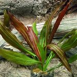 Эхинодорус Рубин Echinodorus Rubin, аквариумное растение, размер L
