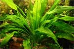 Эхинодорус Блехера или Тысячелистник Echinodorus bleheri, аквариумное растение размер L