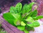 Эхинодорус мелкоцветный "Тропика", Echinodorus parviflorus `Tropica', аквариумное растение размер M