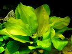 Эхинодорус сердцелистный Echinodorus cordifolius, аквариумное растение размер L, 1 куст