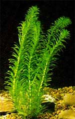 Элодея густая Egeria densa, аквариумное растение, 1 стебель