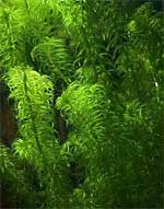 Эгерия наяс (Egeria najas), аквариумное растение, 1 стебель