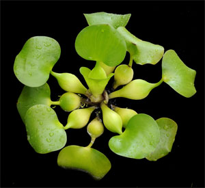 Эйхорния красивейшая или водяной гиацинт Eichhornia crassipes, аквариумное растение 1 куст