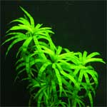 Эйхорния разнолистная Eichhornia diversifolia, аквариумное растение, 1 стебель